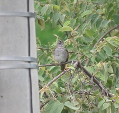 Arremonops conirostris