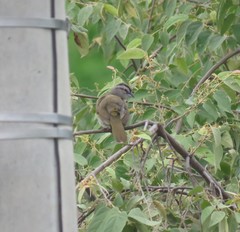 Arremonops conirostris