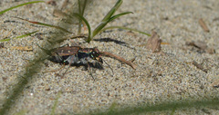 Cicindela oregona oregona
