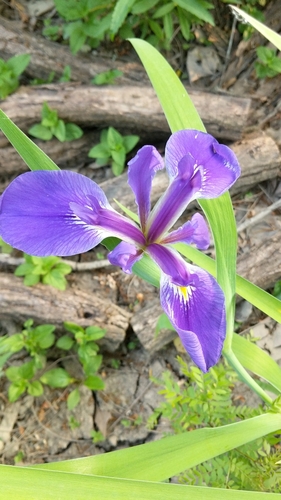 Image of Iris brevicaulis by (c) CKonecna, some rights reserved (CC BY)