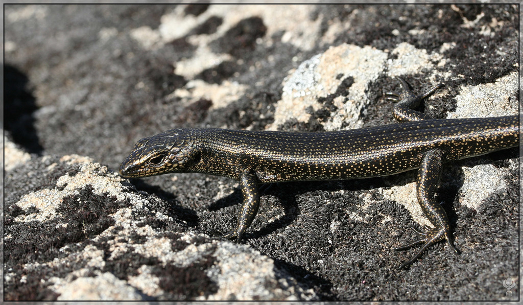 Alpine Cool-Skink