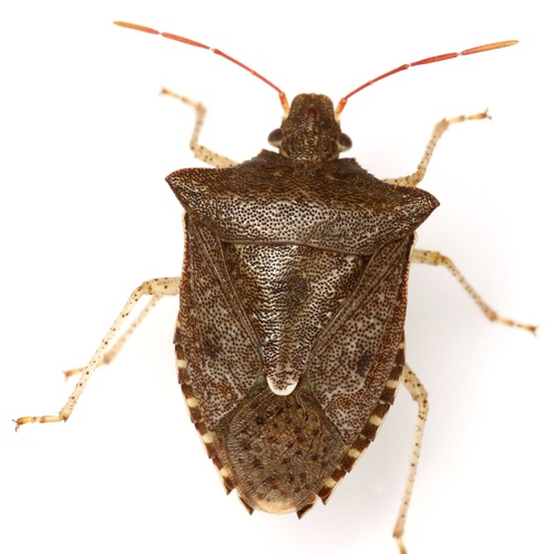 Dusky Stink Bug (Euschistus tristigmus) · iNaturalist