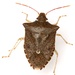 Dusky Stink Bug - Photo (c) Mike Quinn, Austin, TX, some rights reserved (CC BY-NC), uploaded by Mike Quinn, Austin, TX