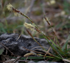 Carex richardsonii