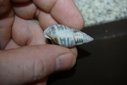 Banded Cone
