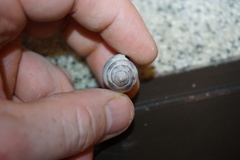 Drymaeus serperastrum