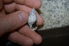 Drymaeus serperastrum