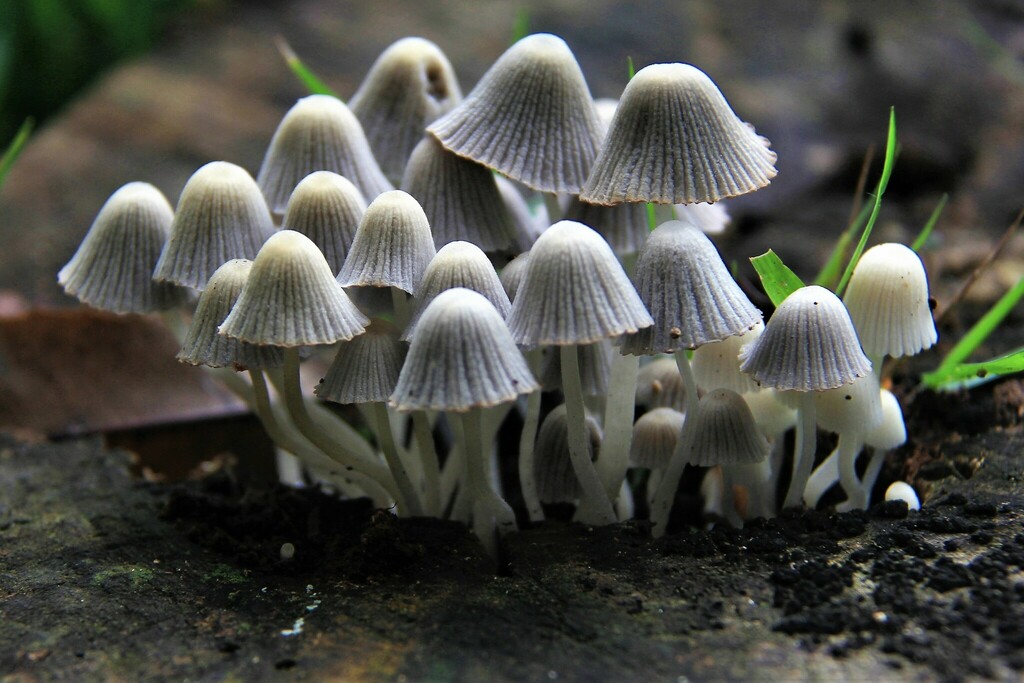 Coprinellus disseminatus · February 2018 · photo: © yoannisd (iNaturalist, cc-by)