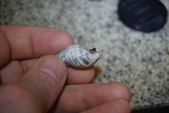 Drymaeus serperastrum