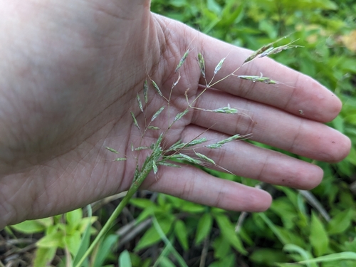 Capillipedium kwashotense observed 2023-04-21