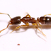 Common Crypt Ant - Photo (c) Joshua Doby, some rights reserved (CC BY-NC), uploaded by Joshua Doby