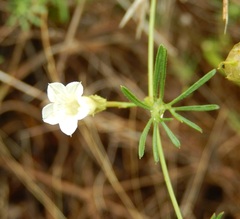 Ipomoea costellata edwardsensis