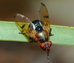 Lamprogaster corusca