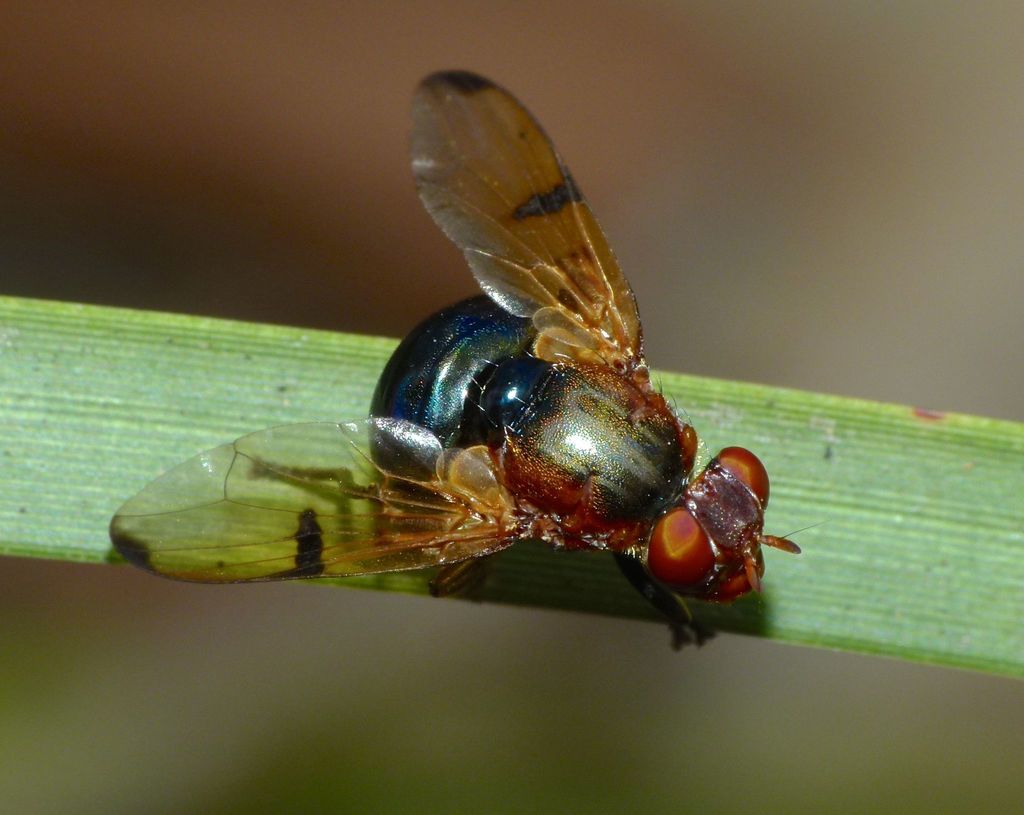 Lamprogaster
