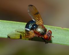 Lamprogaster corusca