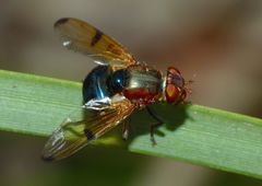 Lamprogaster corusca