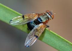 Lamprogaster corusca