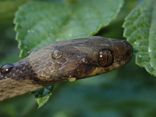 Chayahuitas Banded Cat-eyed Snake