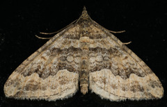 Perizoma custodiata