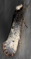 Tinea occidentella