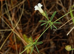 Ipomoea costellata edwardsensis