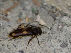 Tylonotus bimaculatus