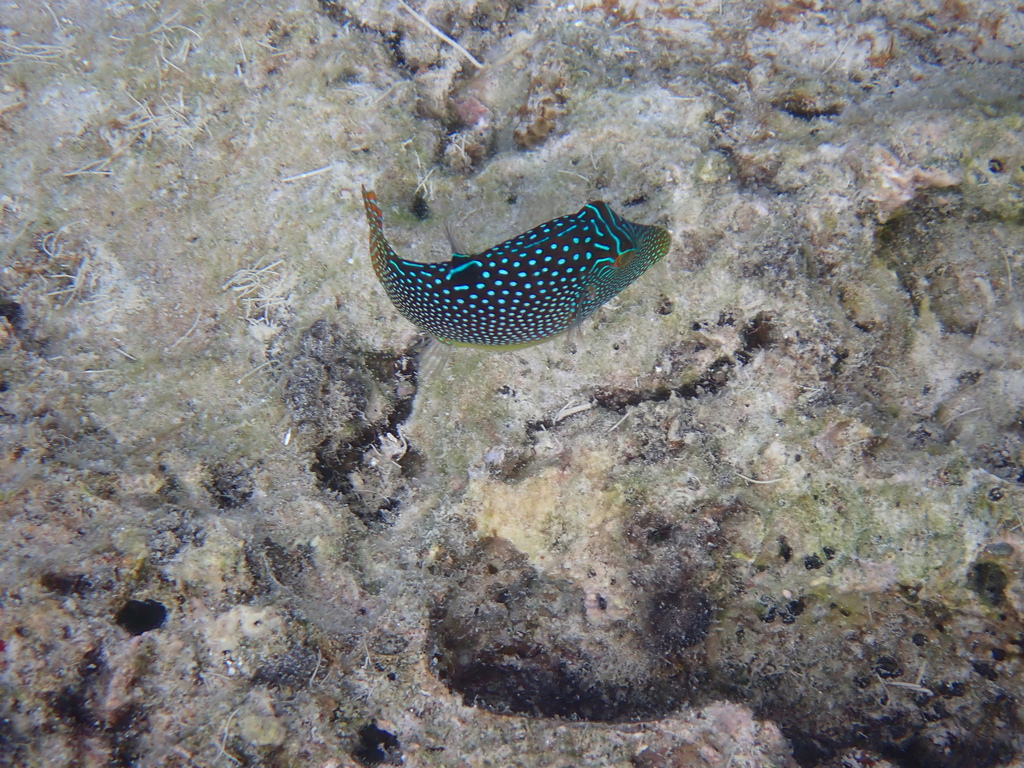 Spotted sharpnose