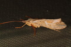 Nemotaulius hostilis