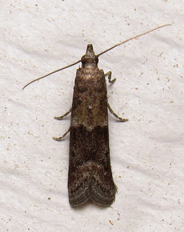 Reddish Ephestiodes Moth
