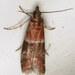 Darker Moodna Moth - Photo (c) Nick Block, some rights reserved (CC BY), uploaded by Nick Block