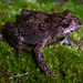 Tasmanian Froglet - Photo (c) Tnarg 12345, some rights reserved (CC BY-SA)