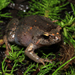 Southern Smooth Frog - Photo (c) Matt, some rights reserved (CC BY)