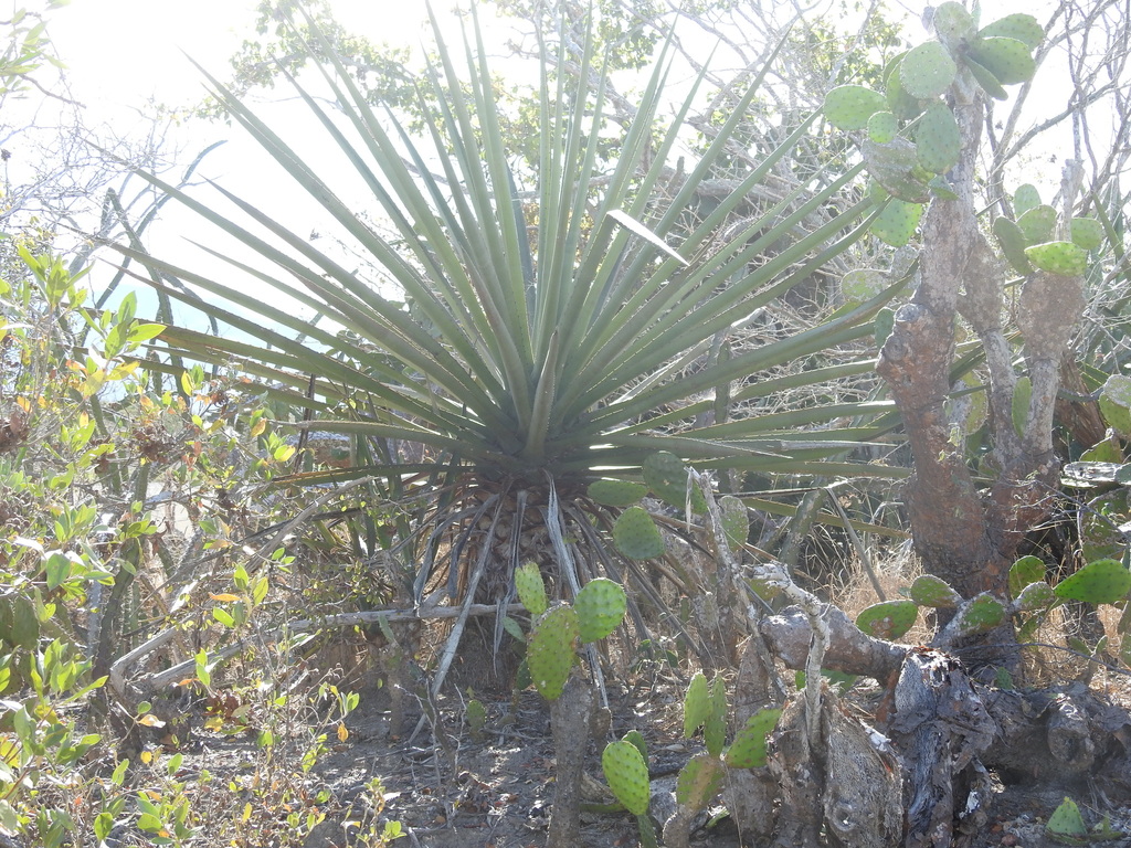 Agave rhodacantha