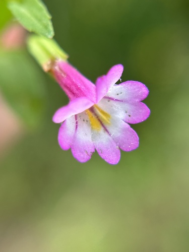 Erythranthe acutidens (Erythranthe acutidens)