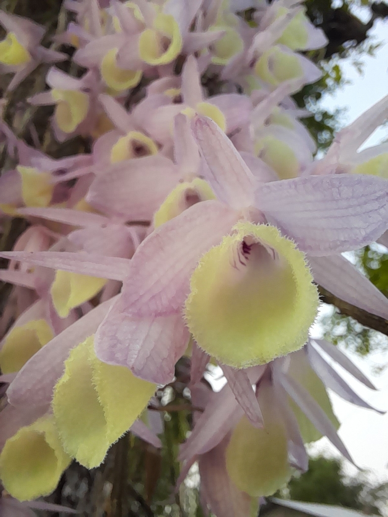 Dendrobium aphyllum (Dendrobium aphyllum)