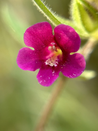 Bolander's monkeyflower (Diplacus bolanderi)