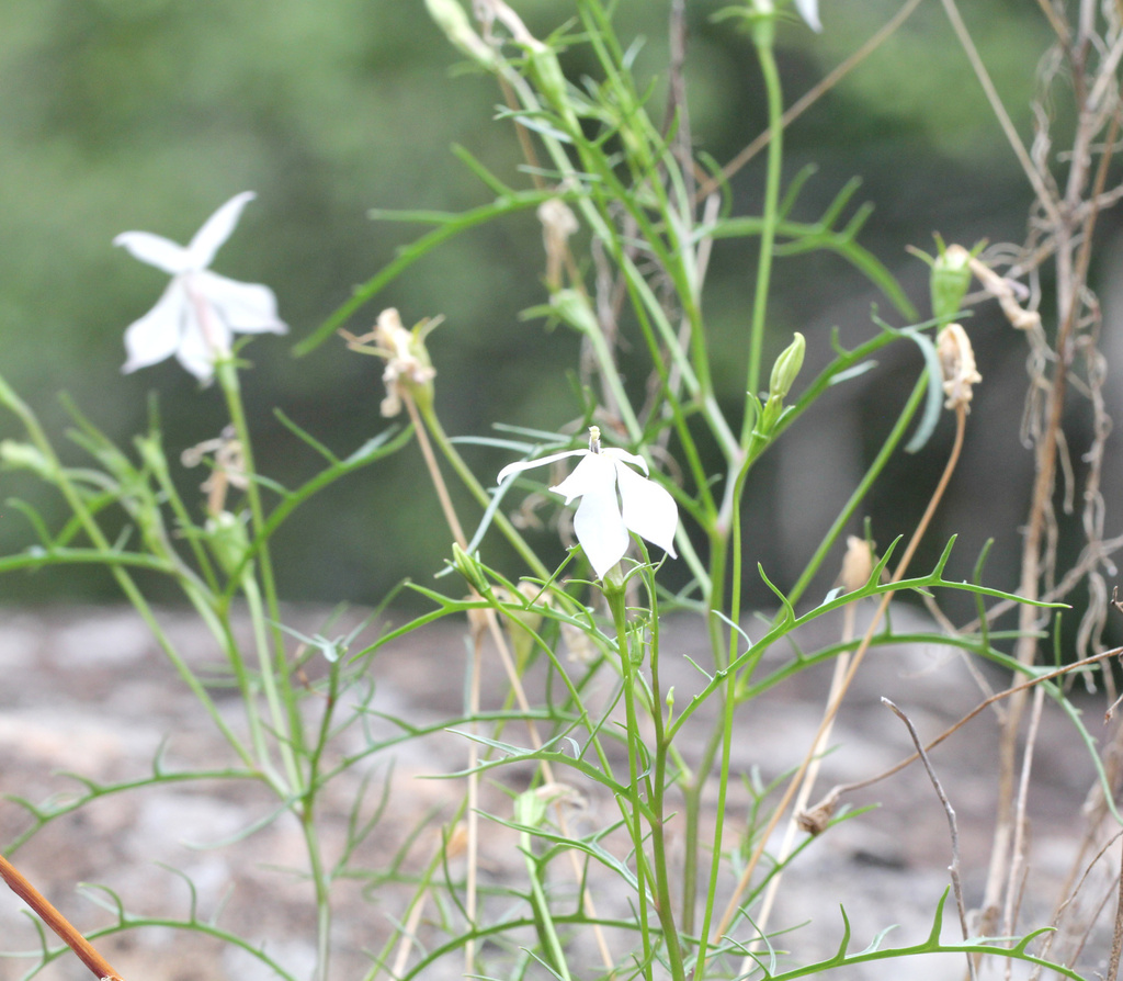 Lithotoma anethifolia