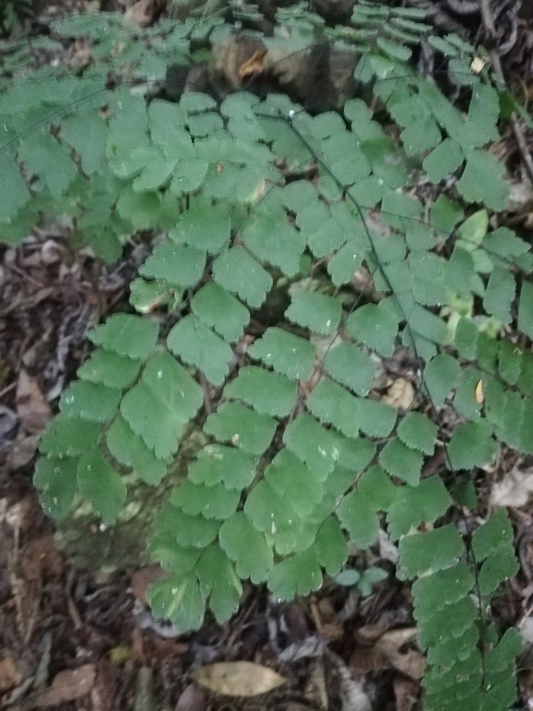Adiantum amplum (Adiantum amplum)