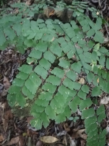 Adiantum amplum (Adiantum amplum)