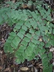 Adiantum amplum