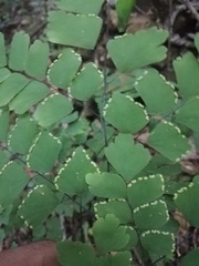 Adiantum amplum