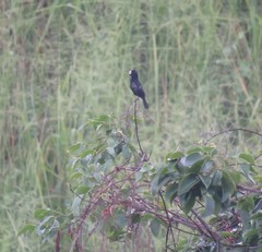 Sporophila crassirostris