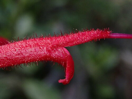 Image of Salvia cinnabarina by (c) Nolan Exe, some rights reserved (CC BY)