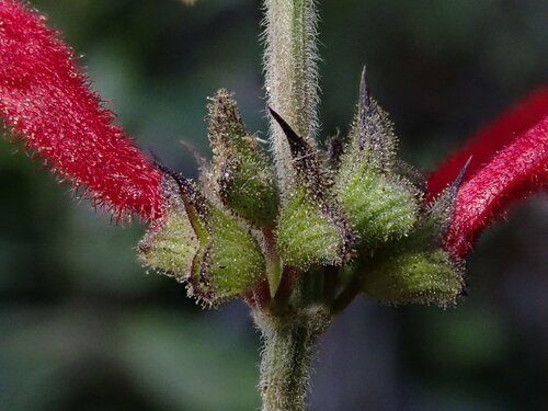 Image of Salvia cinnabarina by (c) Nolan Exe, some rights reserved (CC BY)