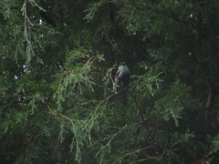 Stilpnia heinei