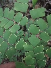 Adiantum amplum