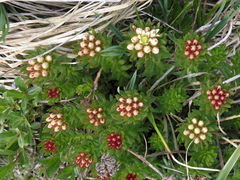 (c) Oleg Kosterin, some rights reserved (CC BY) Rhodiola algida, photograph (c) Oleg Kosterin, some rights reserved (CC BY)