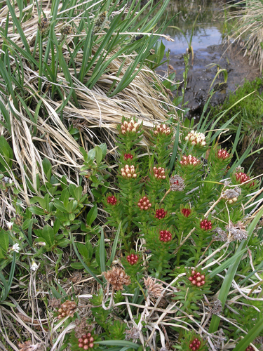 Rhodiola algida, photograph 4