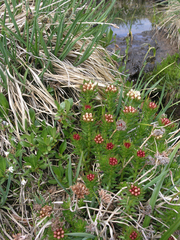 (c) Oleg Kosterin, some rights reserved (CC BY) Rhodiola algida, photograph (c) Oleg Kosterin, some rights reserved (CC BY)