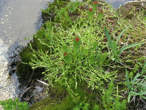 Rhodiola algida, photograph 5